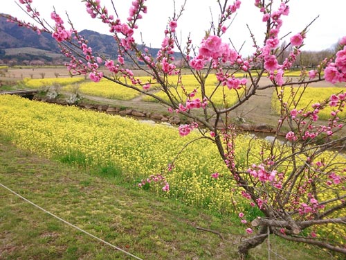 春です♪♪心と体の不調対策しましょ！！訪問マッサージ～新潟市西蒲区にて～
3